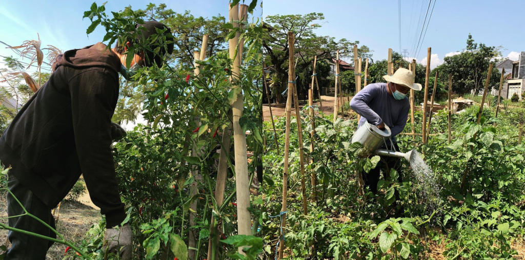 Para petani muda yang ikut aktif dalam urban farming bersama Seni Tani